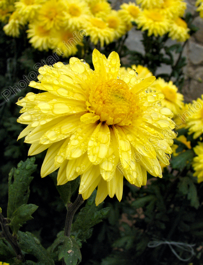 Хризантема Таффета Йеллоу (Taffeta Yellow).
