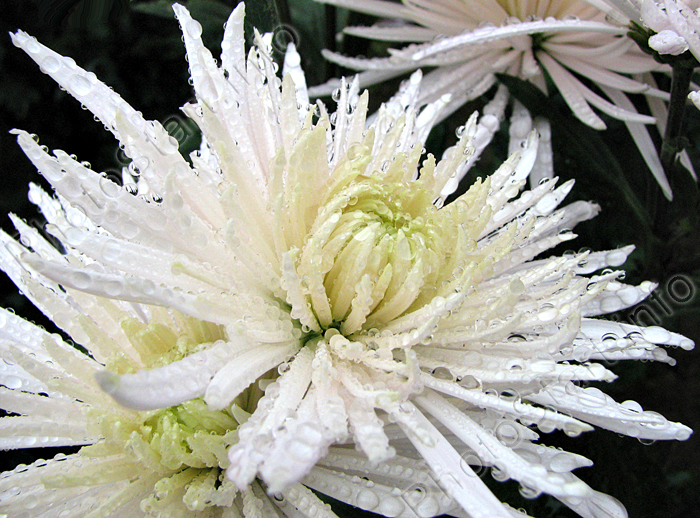 Цветок белой хризантемы Анастасия (Anastasia).