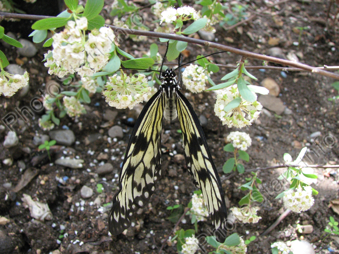Черно-белая бабочка Idea Leuconoe на веточке майской невесты.