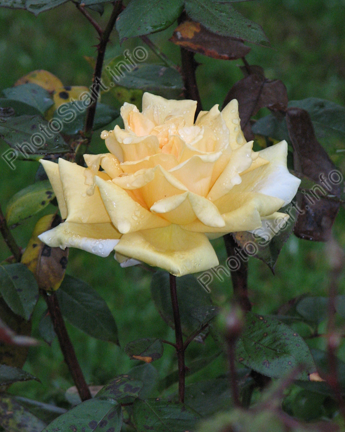 Бледно-жёлтая роза Селена с капельками росы.