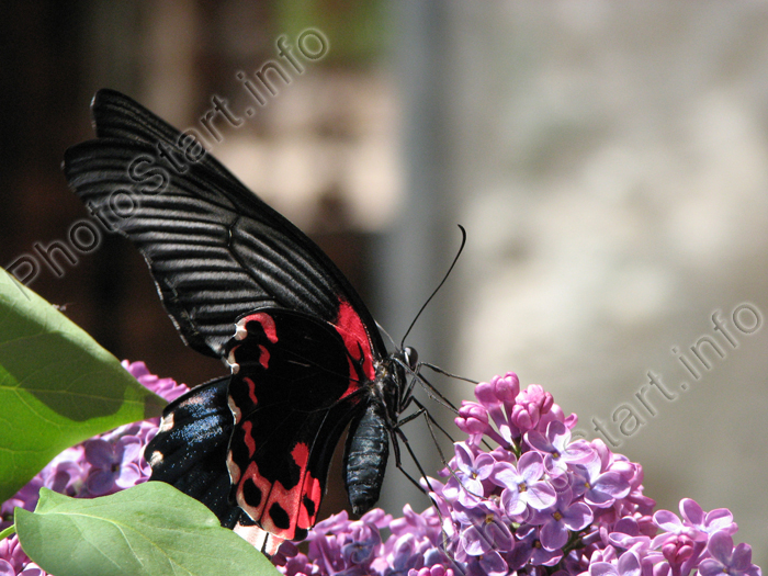 Красно-черная бабочка Papilio Rumanzovia. Завтрак на цветке сирени.