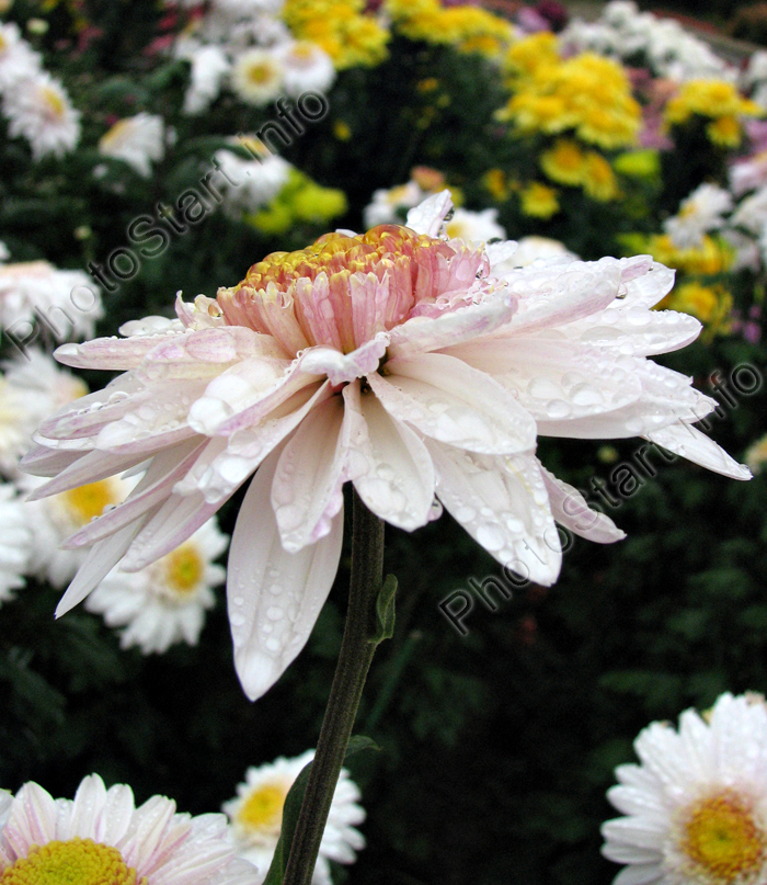 Расцветающая хризантема Таффета Уайт (Taffeta White).
