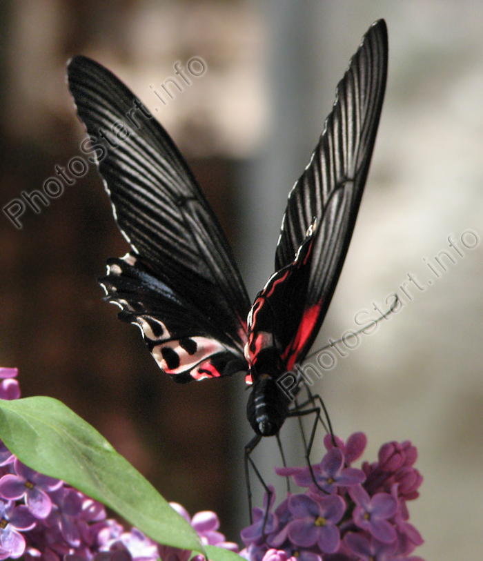 -  Papilio Rumanzovia.  .