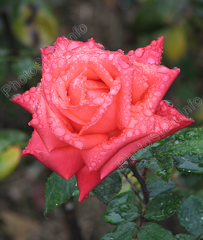 Роза Аве Мария (Ave Maria) в капельках дождя.