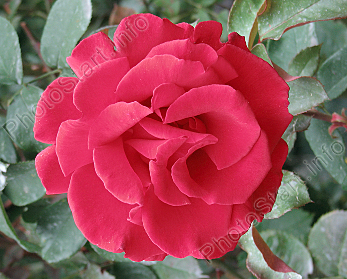 Полуплетистая роза Фонтейн (Fontaine).