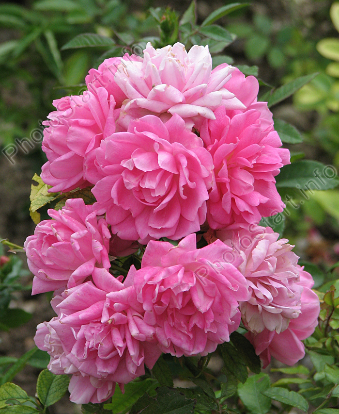 Каскад розовых миниатюрных роз.