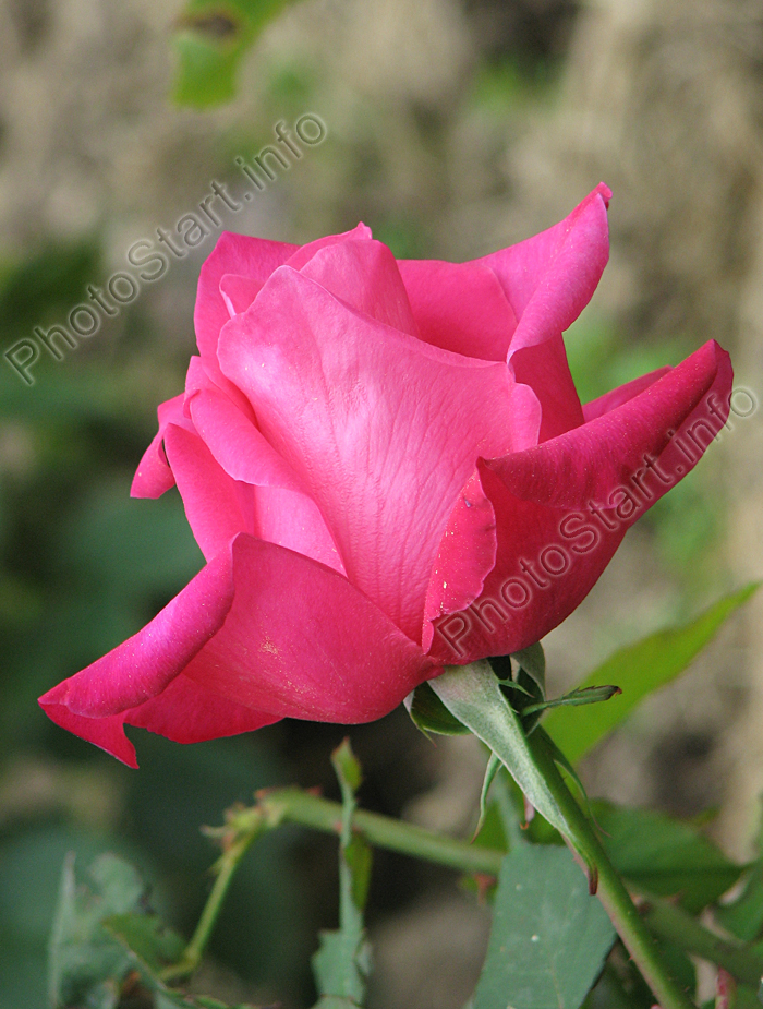 Чайно-гибридная роза Питер Франкенфелд (Peter Frankenfeld).