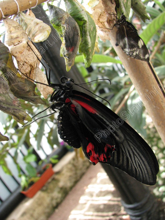 Бабочка Papilio Rumanzovia появилась на свет и обсушивает крылья.