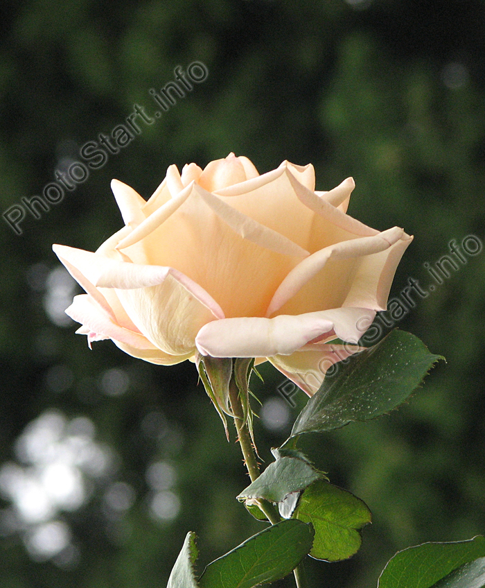 Красивая роза из Никитского сада.