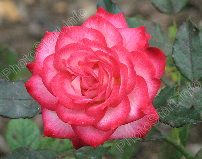 Двухцветная роза: белые лепестки с красным свечением по краям.