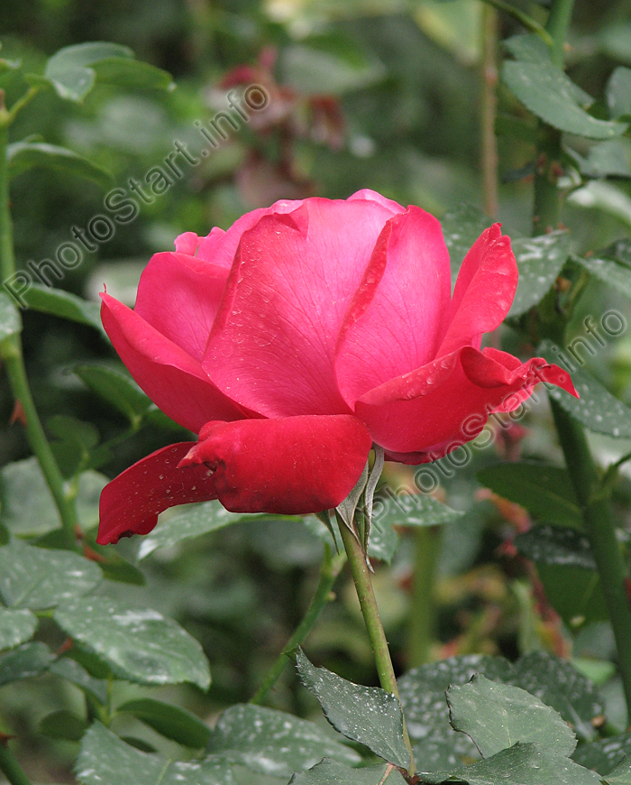 Чайно-гибридная роза Червонная Дама (Dame de Coeur).