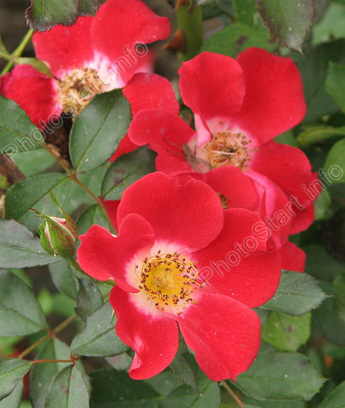 Красная роза с белым глазком. Сорт Черри Мейдиланд (Cherry Meidiland).