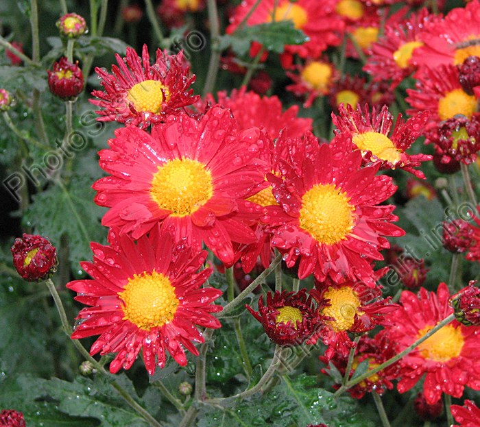 Мелкоцветковые хризантемы Аллегро (Allegro).