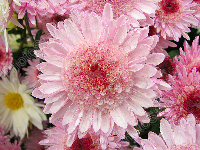 Цветок хризантемы Альфа.