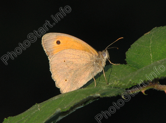    (Maniola jurtina)   .