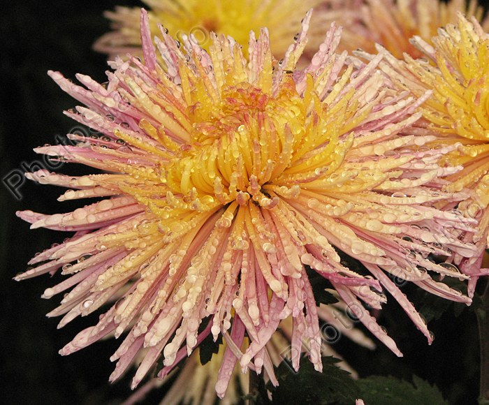 Цветок хризантемы Enzett Dilana Rosa.