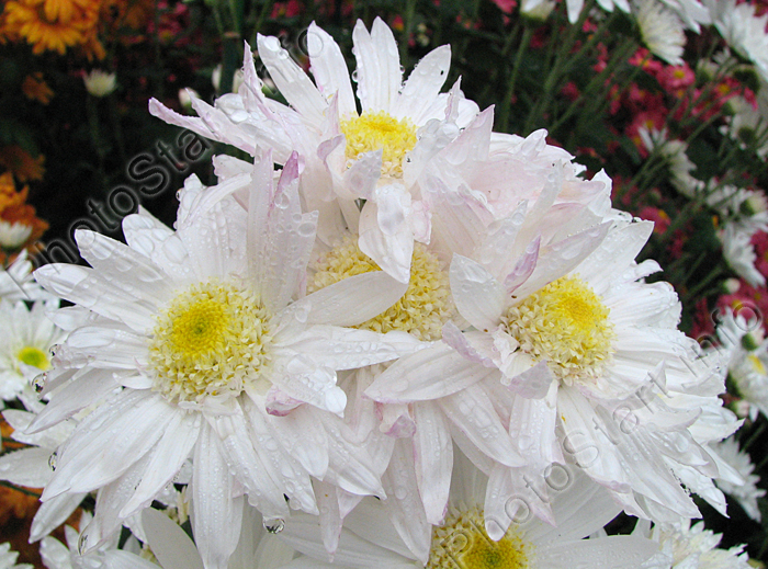 Белые хризантемы Грейсленд (Graceland).