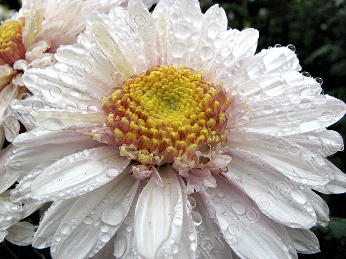 Цветок белой хризантемы Таффета Уайт (Taffeta White).