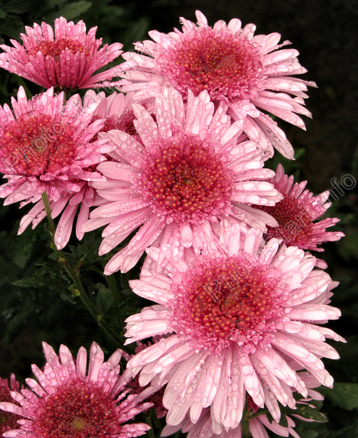 Розовые хризантемы Элеонора Пинк (Eleanor Pink).