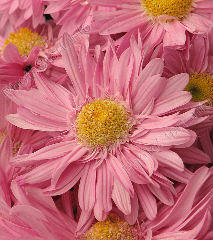 Цветок розовой хризантемы Гебе (Hebe).