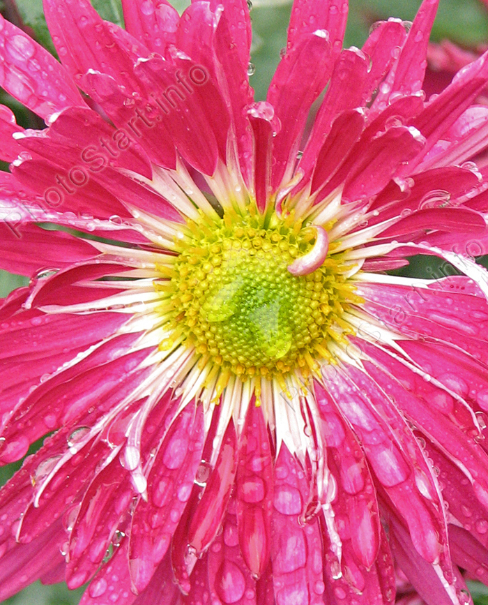 Центр цветка хризантемы Этна.