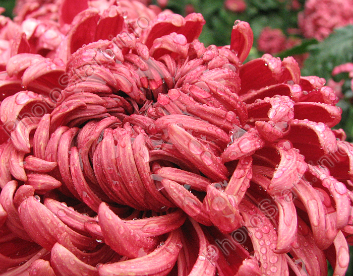 Кучерявый цветок хризантемы Demurral Red.