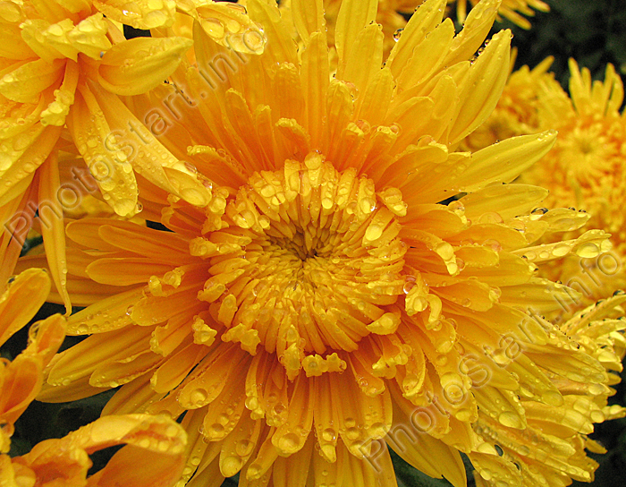 Распускающийся цветок хризантемы Солнечный Эльф.