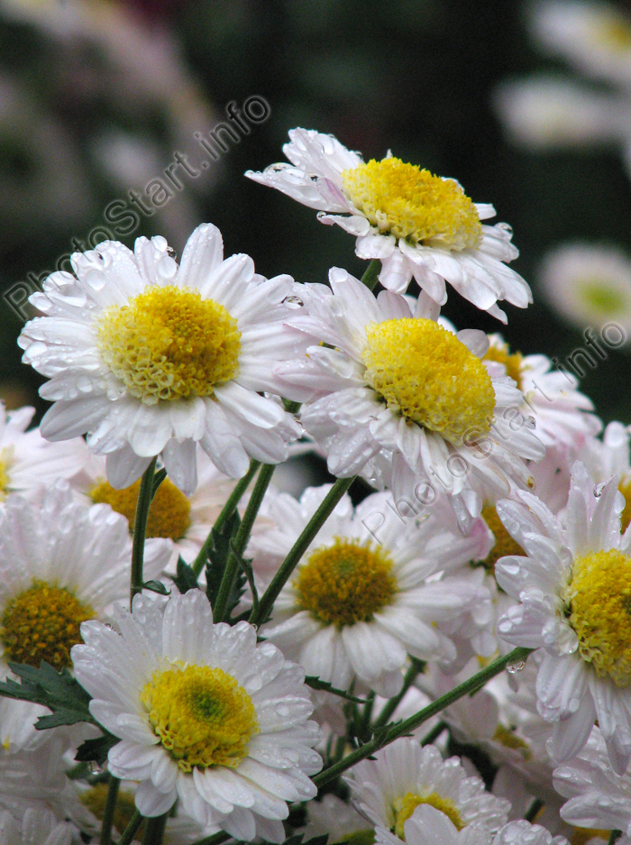 Белые мелкоцветковые хризантемы Абрис.