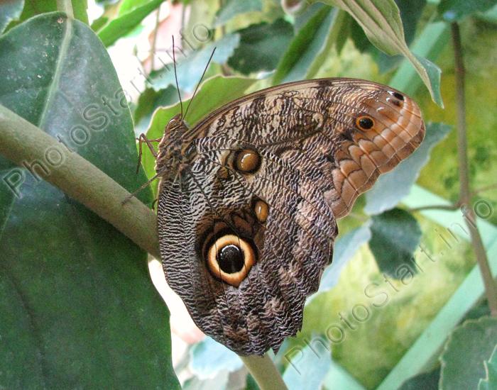 Бабочка с "глазком" на крылышке.