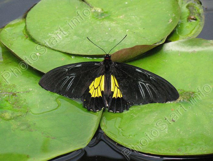 Чёрно-жёлтая бабочка на листях водяной лилии.