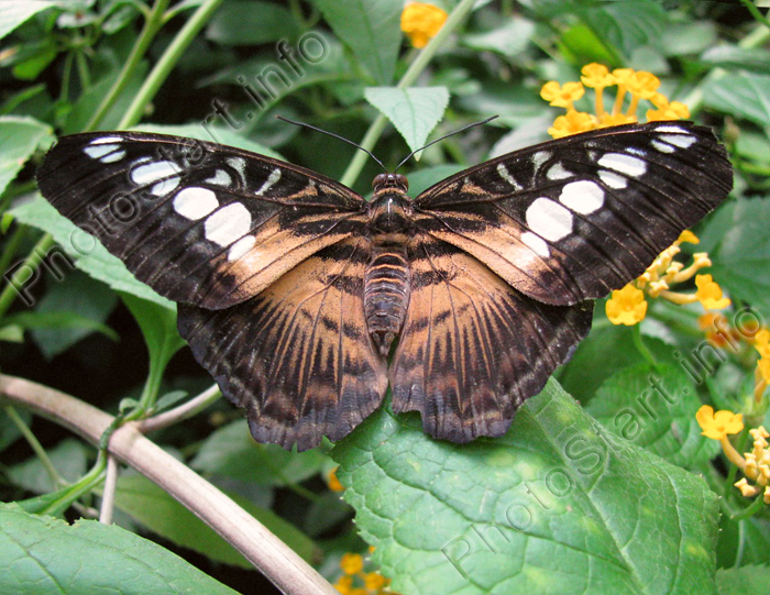 Чёрная бабочка с песочно-белыми пятнами на крыльях.
