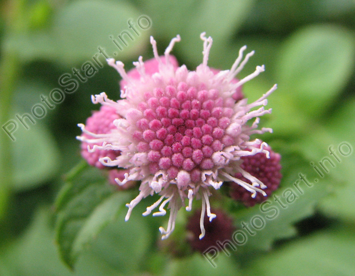    (Ageratum).