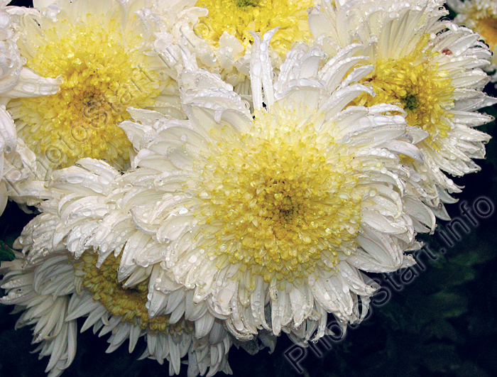Белые анемоновидные хризантемы Andree Rose.