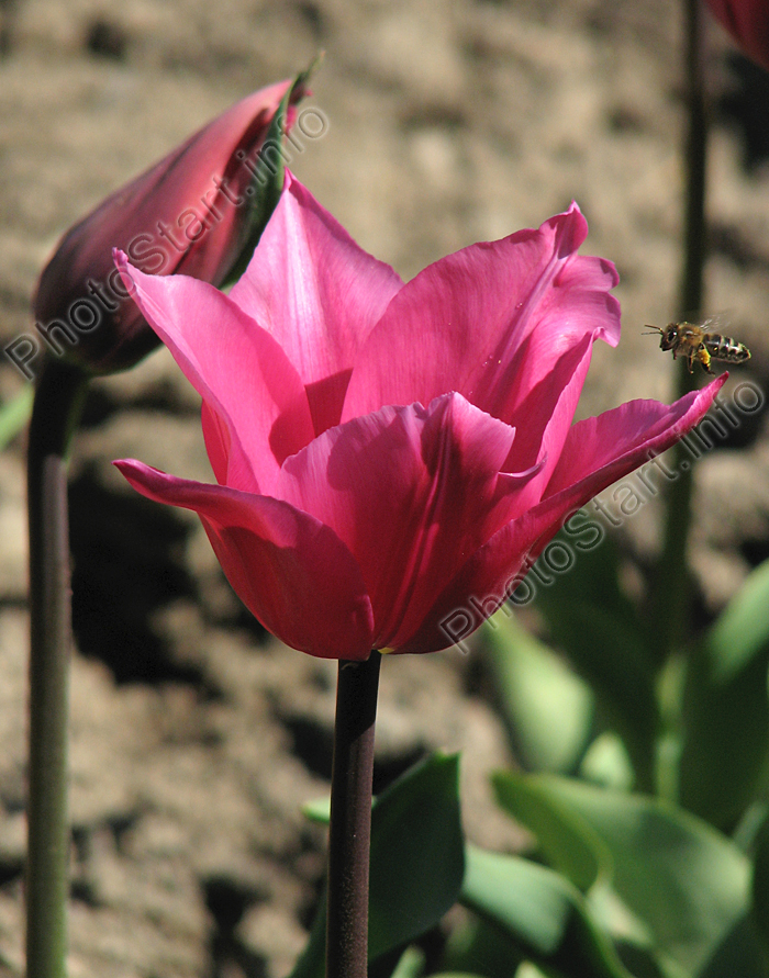 Тюльпан Мираж с пролетающей пчелой.