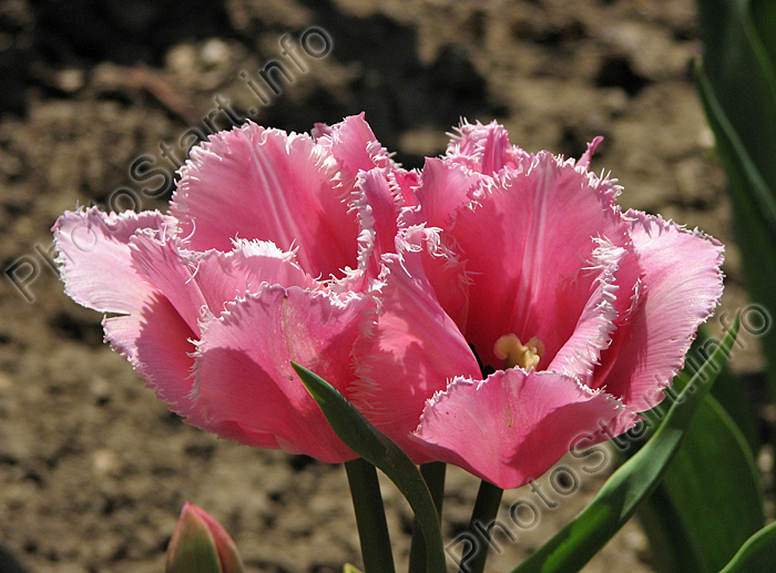 Розовые бахромчатые тюльпаны Фринджед Фэмили (Fringed Family).