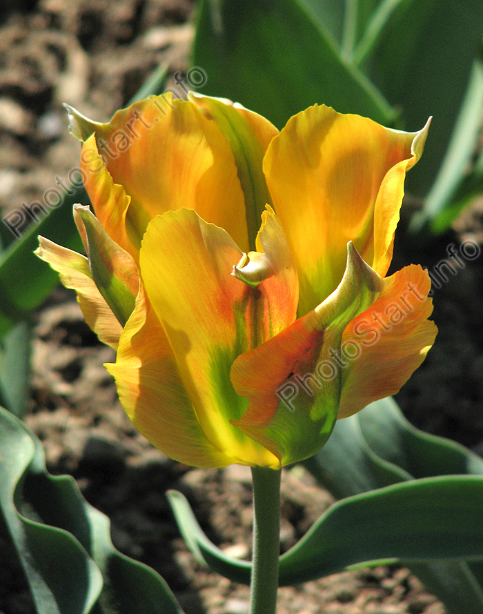 Жёлто-зелёный тюльпан Формоза (Formosa).