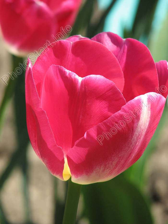 Розовый тюльпан Прелюдиум (Preludium).