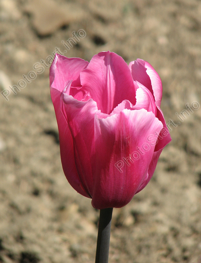 Розово-сиреневый тюльпан Анна Клейр (Anne Claire).