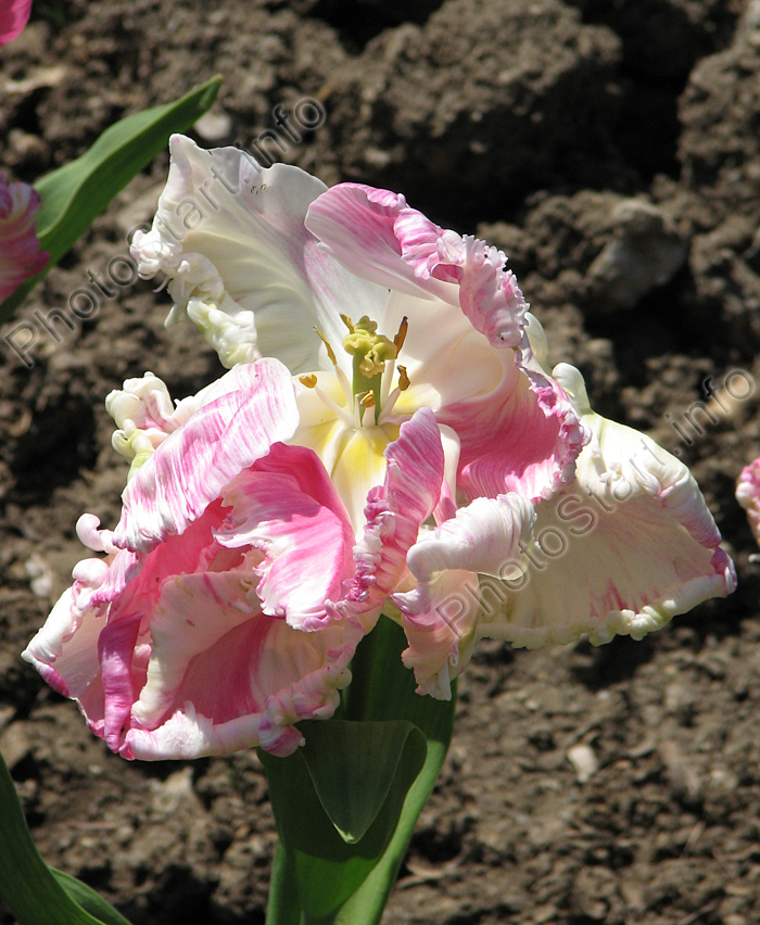 Бело-розовый тюльпан Веберс Пэррот (Weber's Parrot).