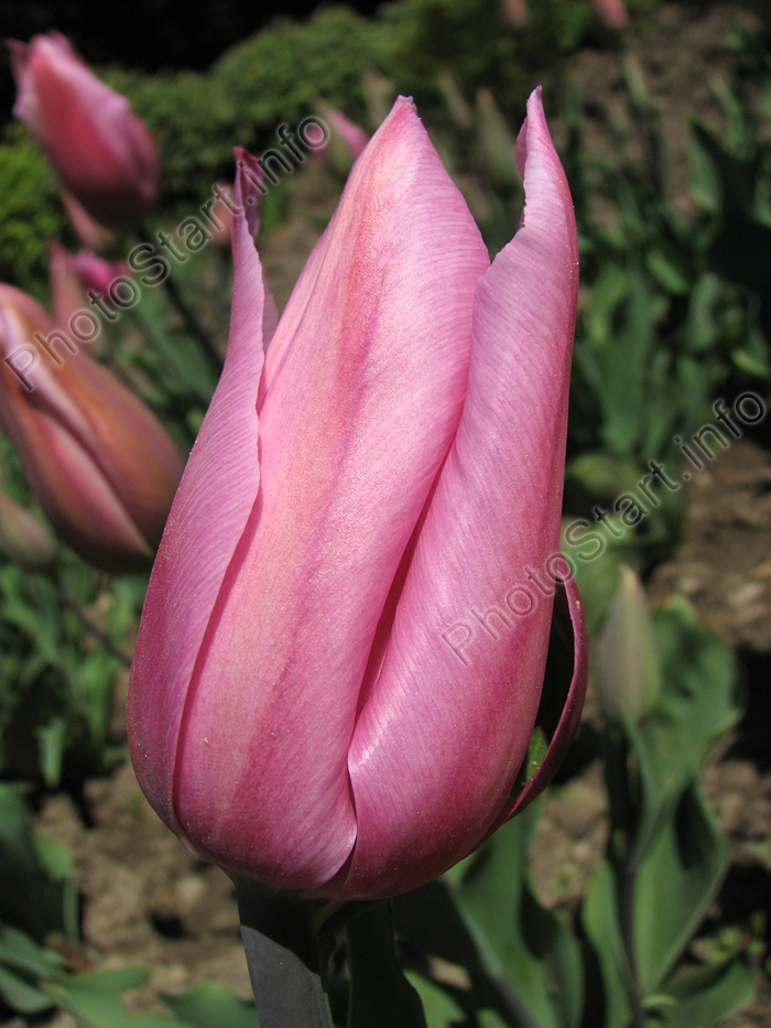 Бутон серебристо-розового тюльпана.