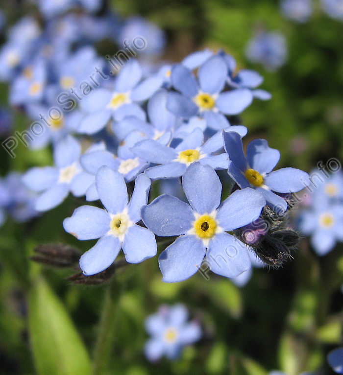 Незабудки - крохотные голубые цветки с жёлтыми серединками.