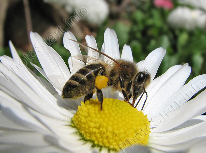 Пчела собирает пыльцу с белого цветка.