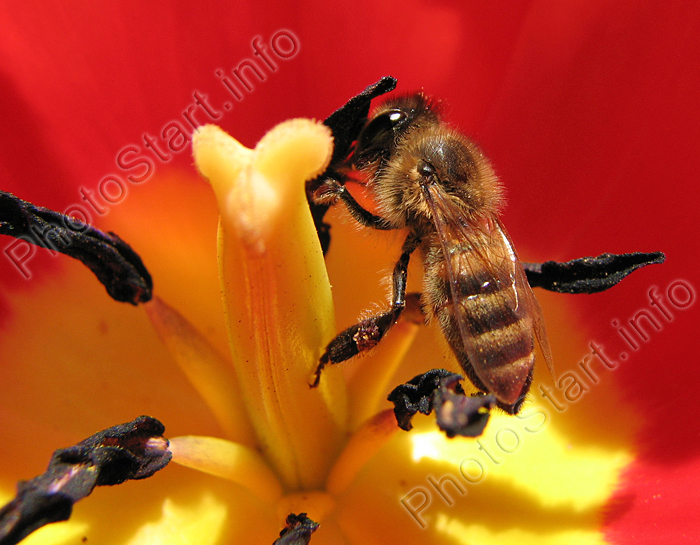 Пчела в цветке красного тюльпана.