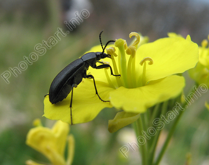 Чёрный жук на жёлтом цветке сурепки обыкновенной.