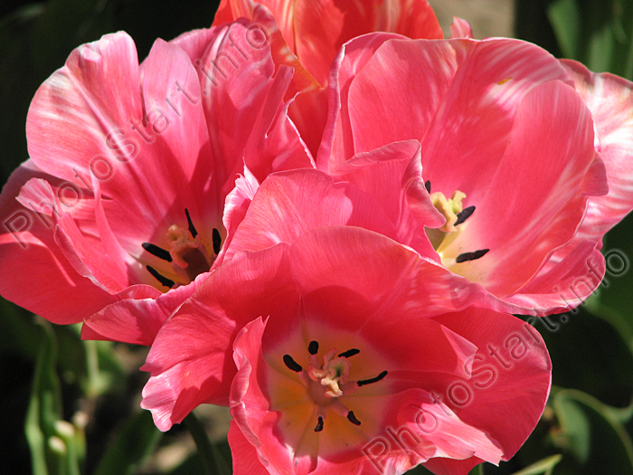 Мультицветковый тюльпан Хадли (Hadley).
