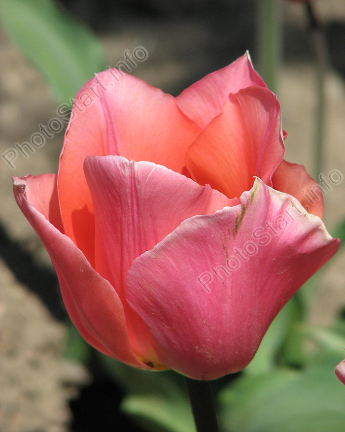 Розовый тюльпан с оранжеватым отливом.