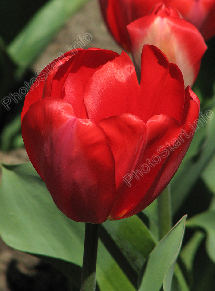 Красный тюльпан Апельдорн (Apeldoorn).