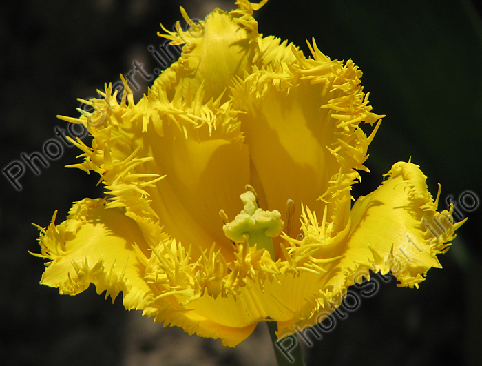 Цветок бахромчатого тюльпана Гамильтон (Hamilton).