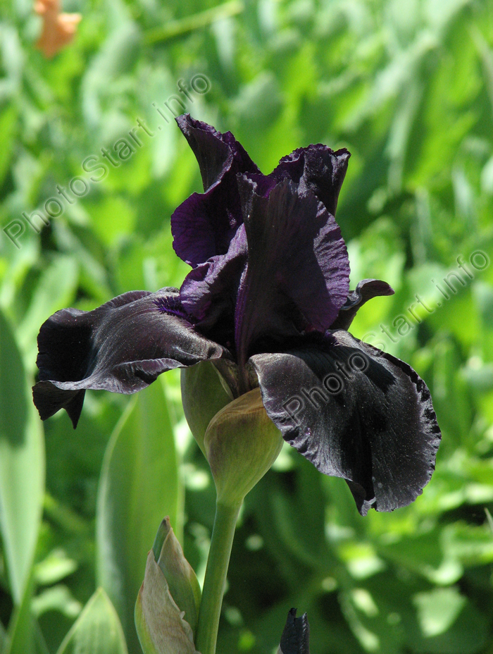 Negru Iris Back-în-negru (Back in Black).