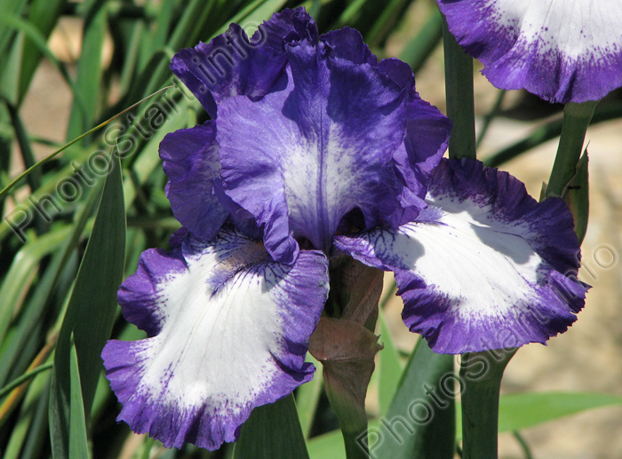 Бело-фиолетовый ирис Эмфасис (Emphasis).